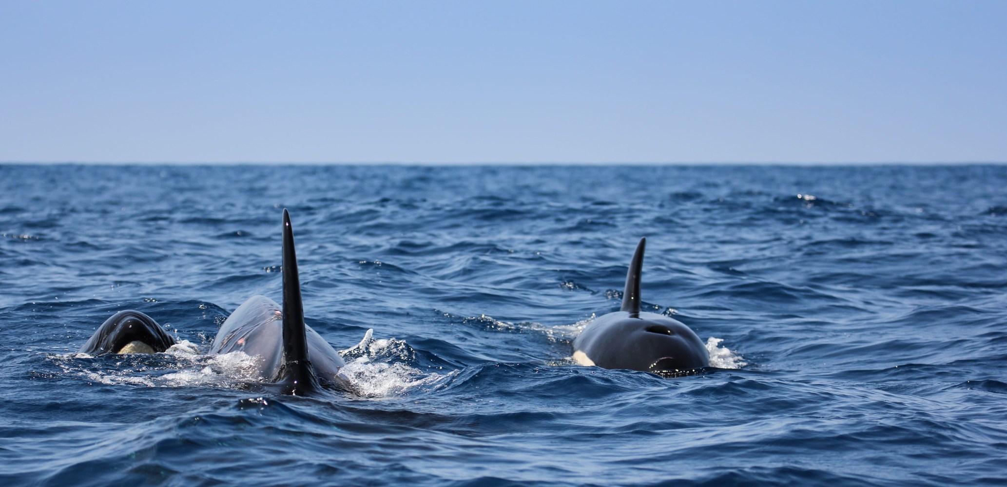 Orcas swimming together in the ocean under clear blue sky.
