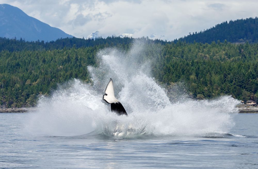 jumping orca whale