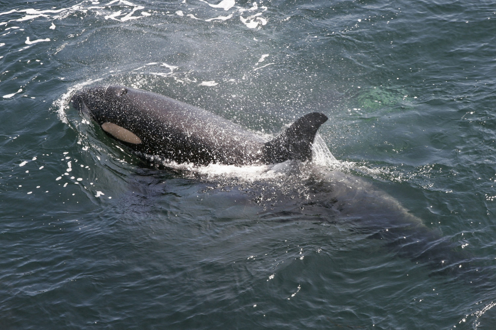 Killer whale swimming in the ocean, partially submerged with visible dorsal fin.