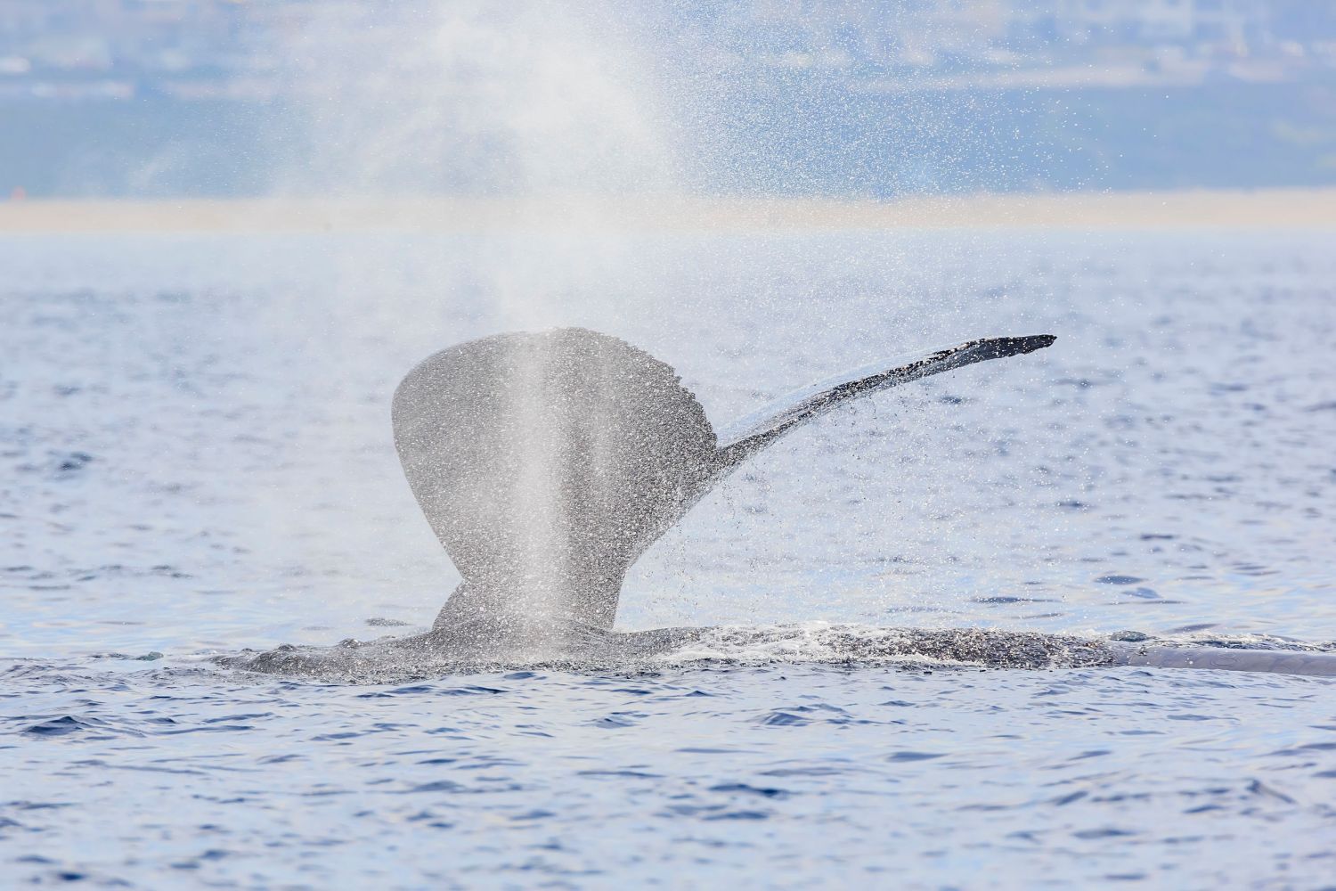 whale jumping out of water