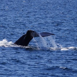 humpback whale tail