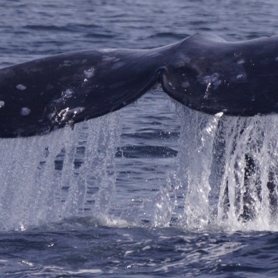a whale jumping out of the water