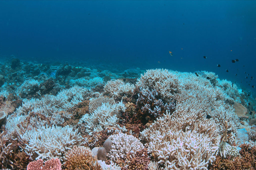 81854319_m-1024×576-1 underwater view of a coral