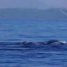 a whale swimming in a body of water