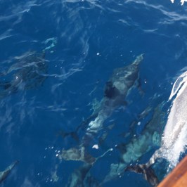 Dolphins swimming next to the Yacht America