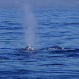 a whale jumping out of the water