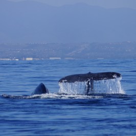 a whale jumping out of the water