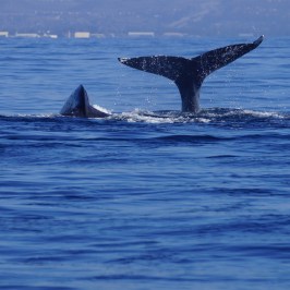 Gray Whales Migrating South