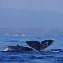 Pair of Gray Whales