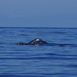 a whale swimming in a body of water