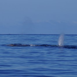 a whale swimming in a body of water