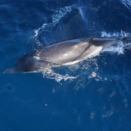 an animal swimming in the water