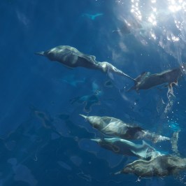 Dolphins under water