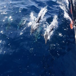 Dolphins Bow Riding the America