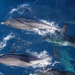 a dolphin swimming in the Pacific