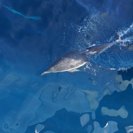 Dolphins at Next Level Sailing