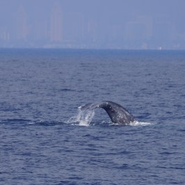 Gray Whale and San Diego Skyline
