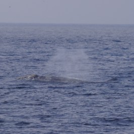 a whale jumping out of the water