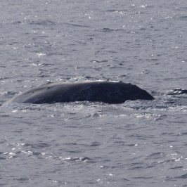 a whale jumping out of the water