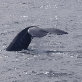 Gray Whale Tail