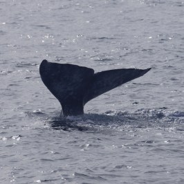 a whale jumping out of the water