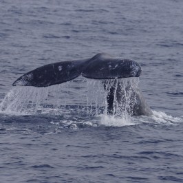 a whale jumping out of the water