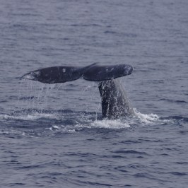 a whale jumping out of the water