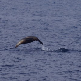 a whale swimming in a body of water