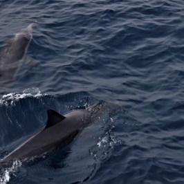 a dolphin jumping out of the water