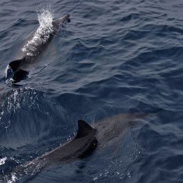 a bird swimming in water next to the ocean