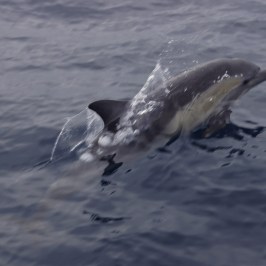 Dolphin Swimming