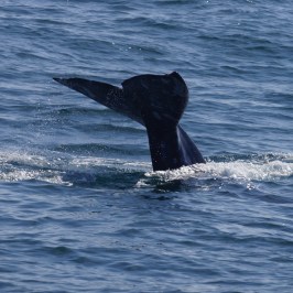 a whale jumping out of the water