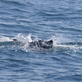a whale jumping out of the water