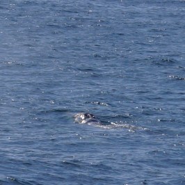 Baby Gray Whale
