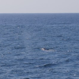 Baby Gray Whale