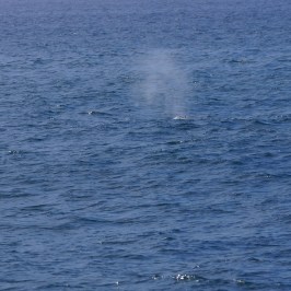 a large body of water