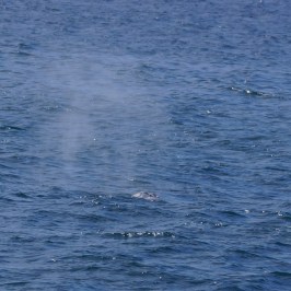a whale jumping out of the water