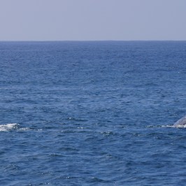 a whale jumping out of the water