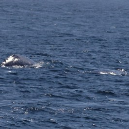 a whale swimming under water