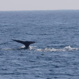 a whale jumping out of the water