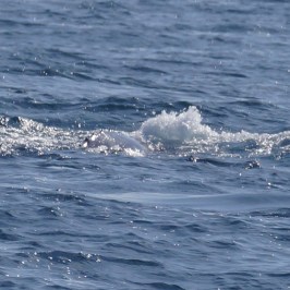 a person riding a wave on a surfboard in the ocean