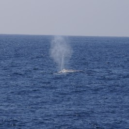 a whale jumping out of the water