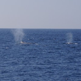 Gray Whale Cow & Calf