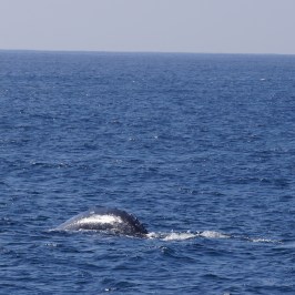 a whale jumping out of the water