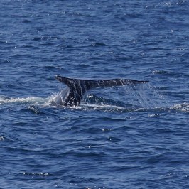 a whale jumping out of the water