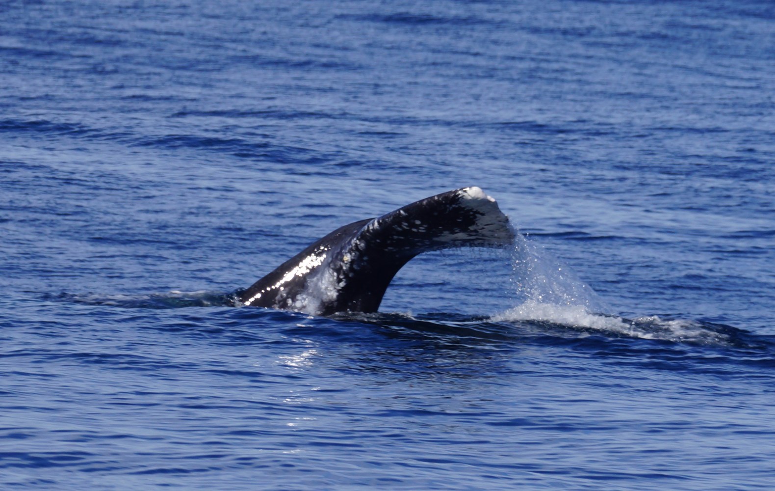 Gray Whale Tail