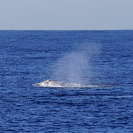 Gray Whale