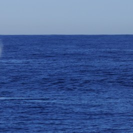 Pair of Gray Whales