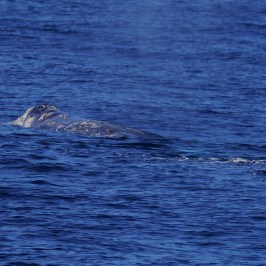 Gray Whale