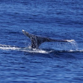 Whale Tail